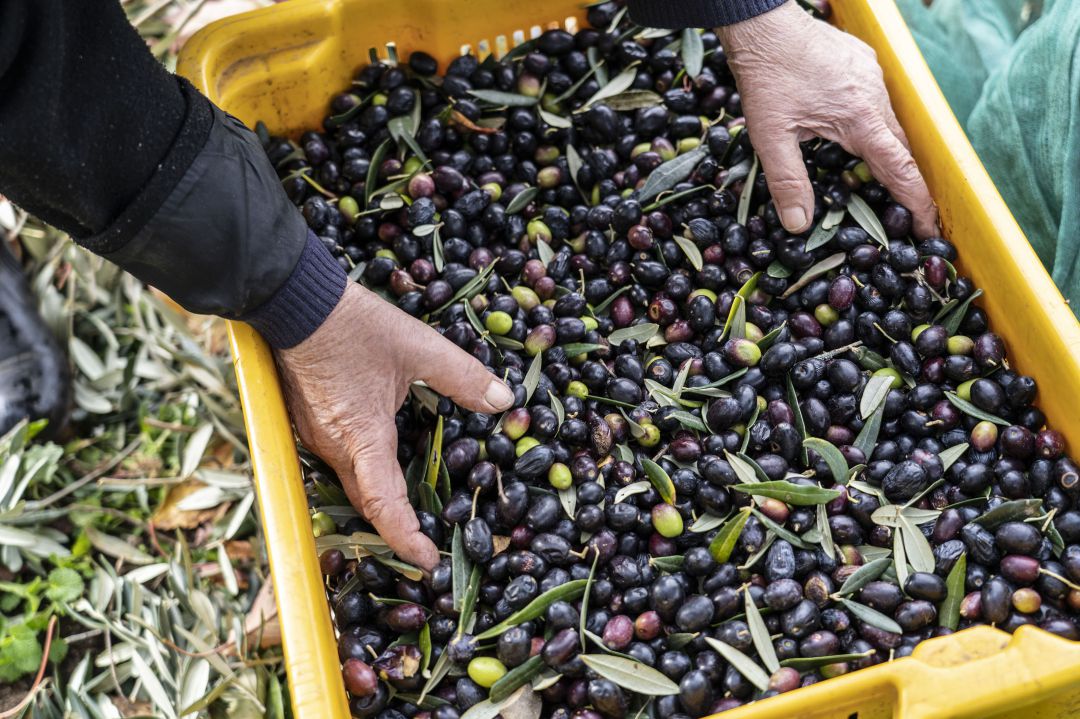 Malestar del sector del aceite con la patronal por la irrisoria subida propuesta en el convenio provincial de Jaén Malestar del sector del aceite con la patronal por la irrisoria subida propuesta en el convenio provincial de Jaén