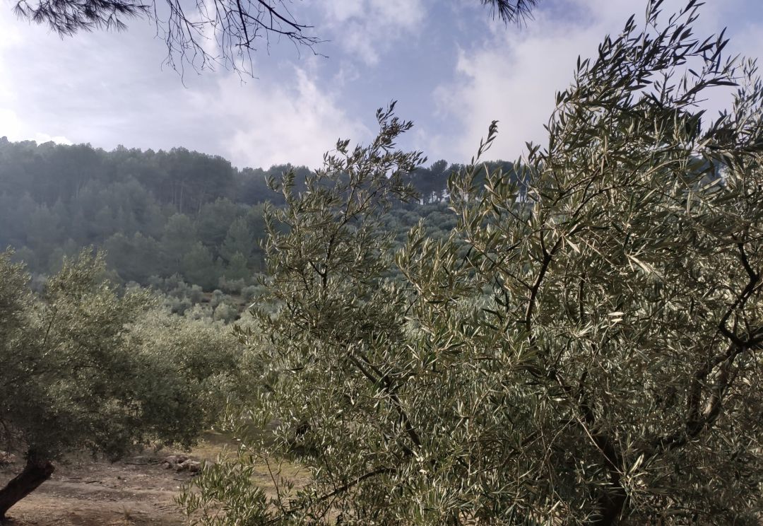El sector se pone en pie de guerra por las condiciones planteadas por la patronal en el convenio del aceite El sector se pone en pie de guerra por las condiciones planteadas por la patronal en el convenio del aceite