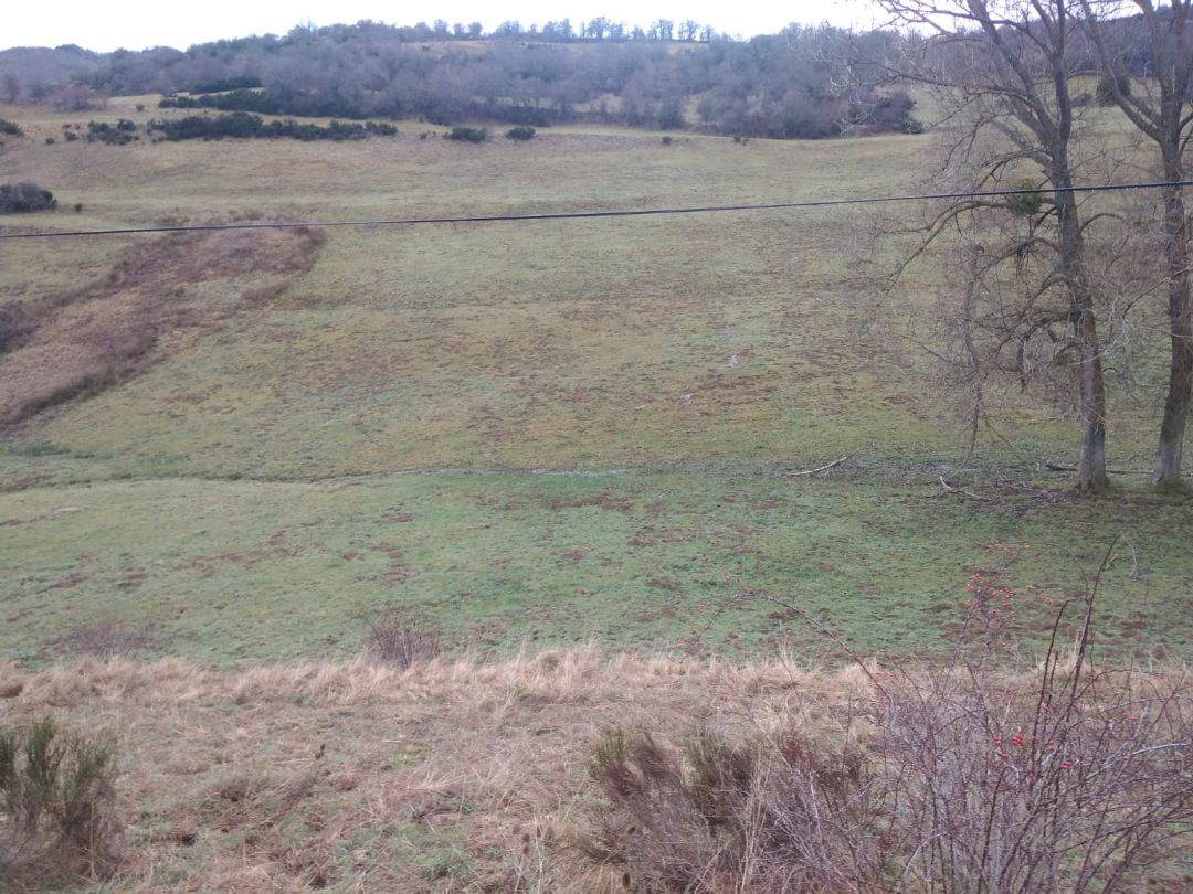UPA-PALENCIA denuncia los daños que están provocando los jabalís y ratones en parcelas enteras de pastos en la zona de La Pernia UPA-PALENCIA denuncia los daños que están provocando los jabalís y ratones en parcelas enteras de pastos en la zona de La Pernia