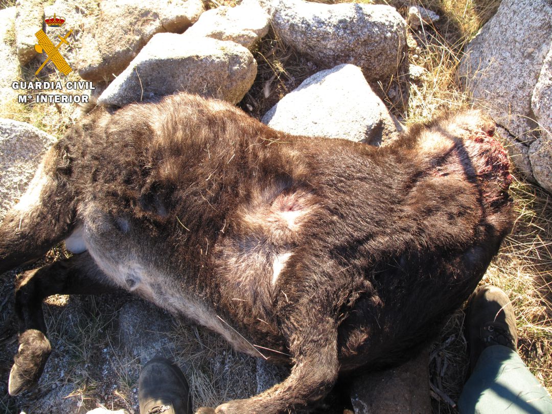 Restos del ejemplar abatido al que habían decapitado para llevarse la cornamenta Restos del ejemplar abatido al que habían decapitado para llevarse la cornamenta