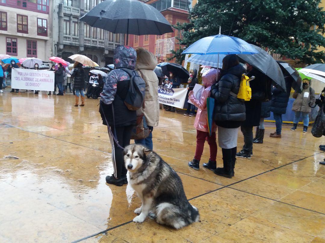 Concentración en la plaza del Ayuntamiento de Oviedo en protesta por el cambio de gestión al frente del albergue municipal de animales Concentración en la plaza del Ayuntamiento de Oviedo en protesta por el cambio de gestión al frente del albergue municipal de animales