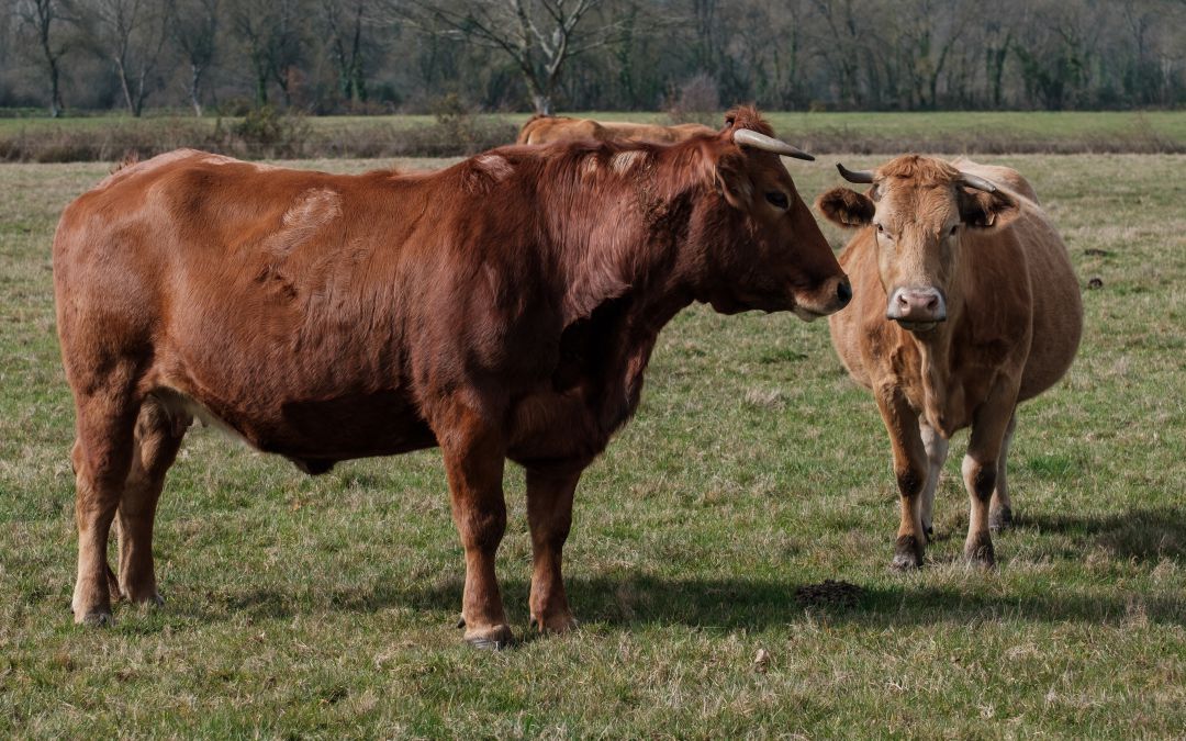 Reses para producción de carne Reses para producción de carne