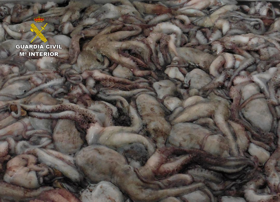 Pulpo intervenido en Mazarrón Pulpo intervenido en Mazarrón
