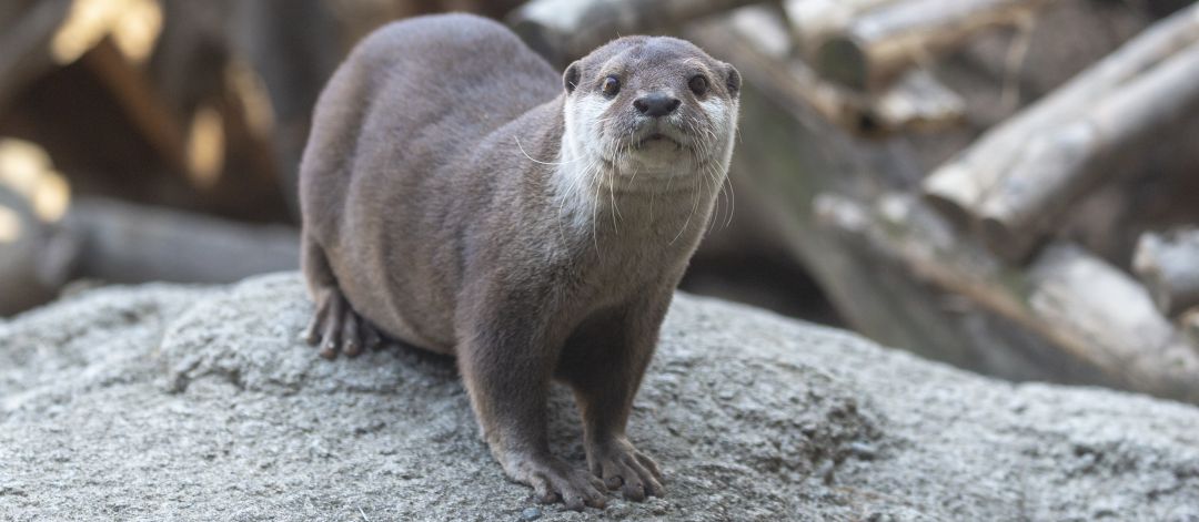 Una nutria Una nutria
