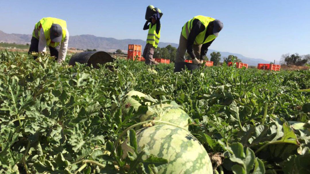 Las exportaciones, vitales para el campo de Granada Las exportaciones, vitales para el campo de Granada