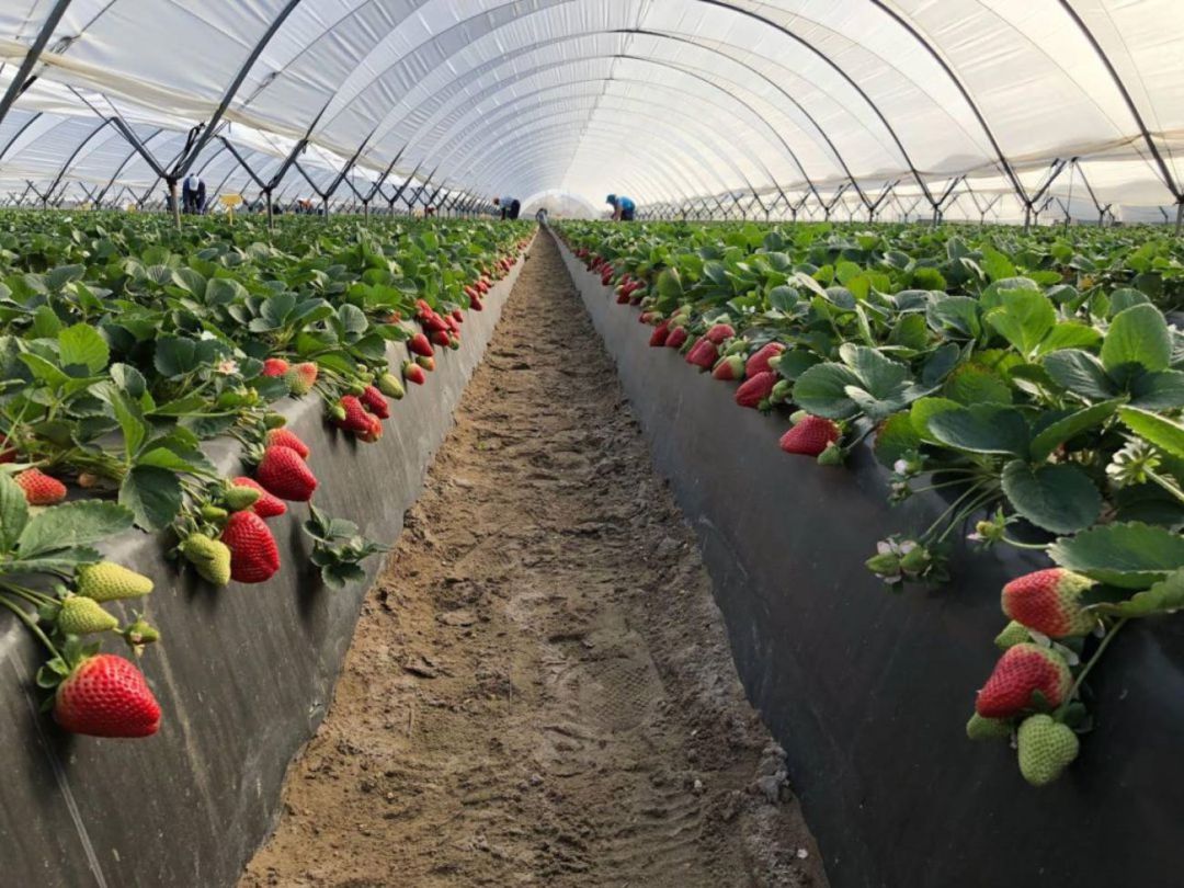 Plantación de fresas Plantación de fresas