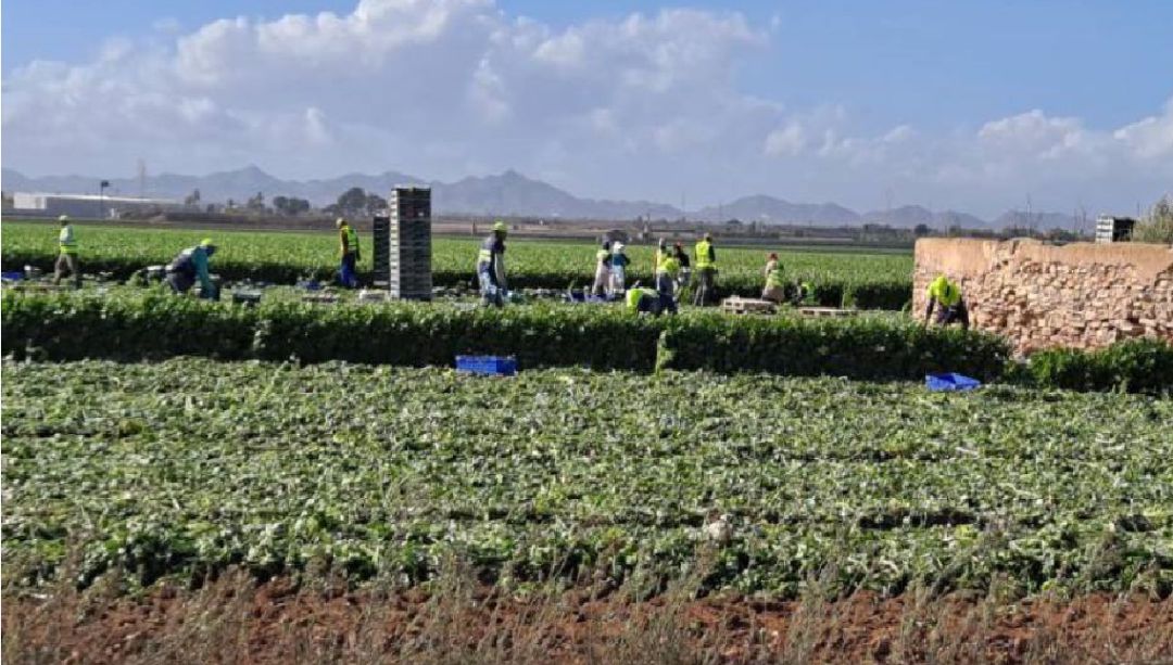 Trabajadores agrícolas en una imagen de archivo Trabajadores agrícolas en una imagen de archivo