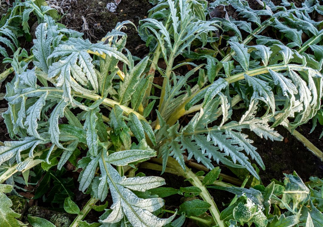 Planta de alcachofa Planta de alcachofa