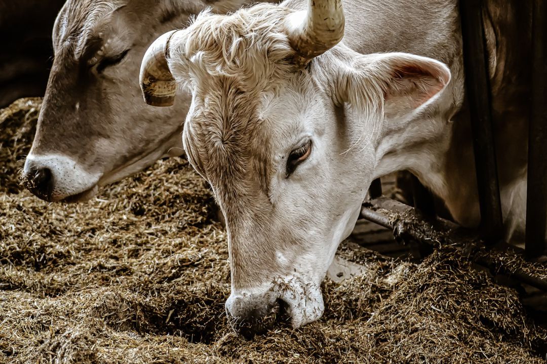 El TSJN estima parcialmente el recurso de la empresa ganadera “Valle de Odieta” y reconoce su derecho a autorización ambiental para ampliar su granja de Caparroso El TSJN estima parcialmente el recurso de la empresa ganadera “Valle de Odieta” y reconoce su derecho a autorización ambiental para ampliar su granja de Caparroso
