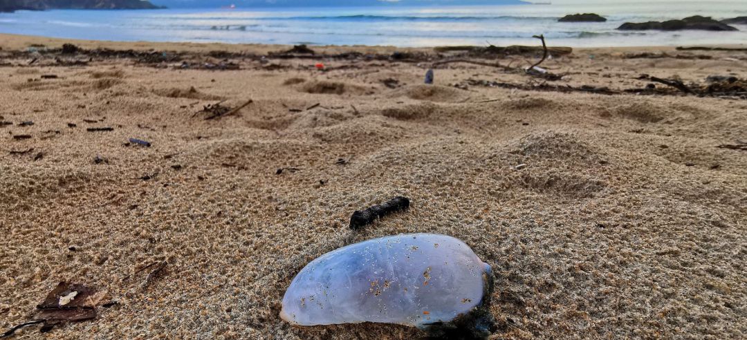 Un ejemplar de carabela, también llamado falsa medusa, en la playa de Ber, del concello coruñés de Pontedeume Un ejemplar de carabela, también llamado falsa medusa, en la playa de Ber, del concello coruñés de Pontedeume