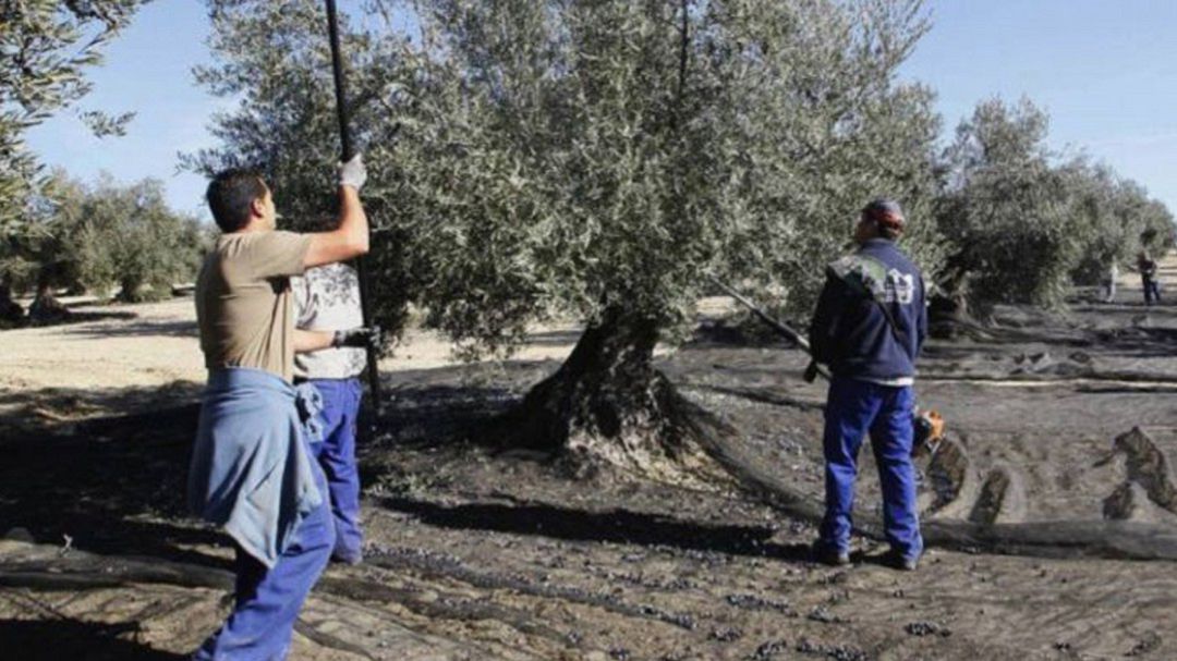 El campo tira del carro El campo tira del carro
