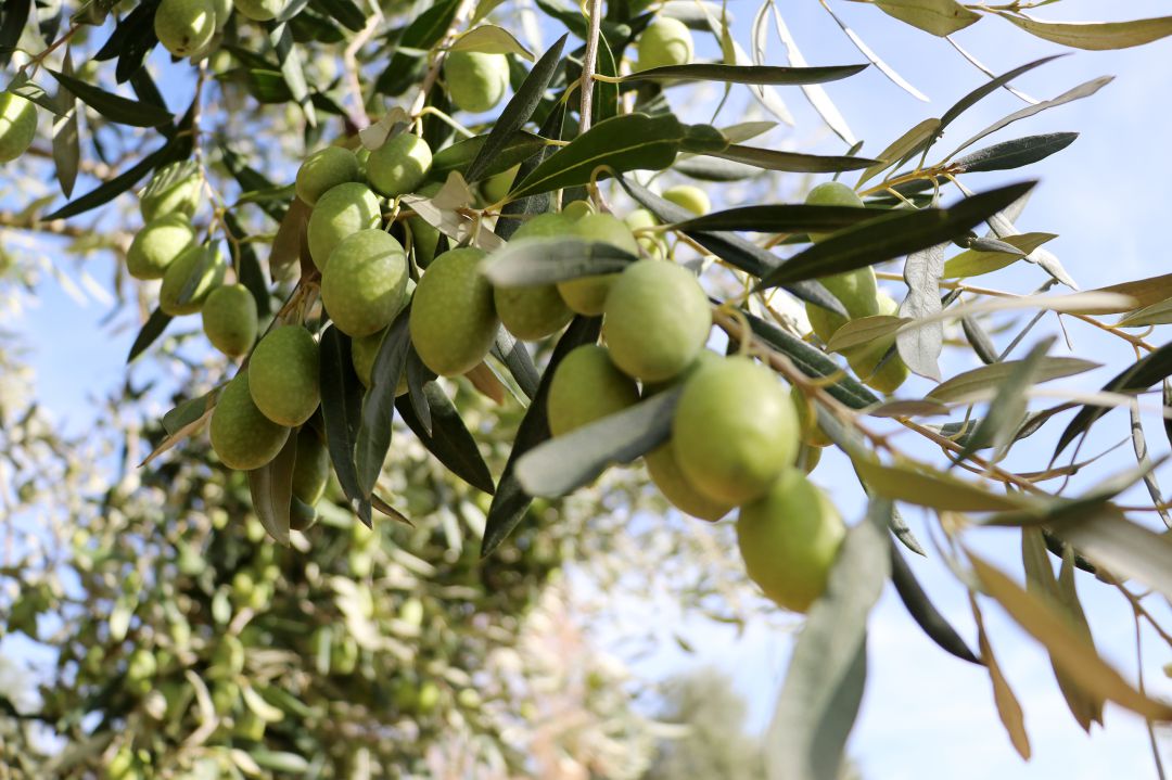 El sector del aceite sigue muy molesto con la patronal por dejar estancada la negociación del convenio, por lo que habrá más movilizaciones El sector del aceite sigue muy molesto con la patronal por dejar estancada la negociación del convenio, por lo que habrá más movilizaciones