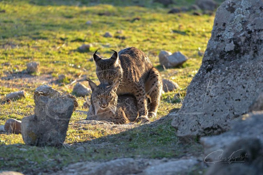 Se ha activado un programa sobre cómo visitar las zonas de reproducción del lince en Sierra Morena. Se ha activado un programa sobre cómo visitar las zonas de reproducción del lince en Sierra Morena.