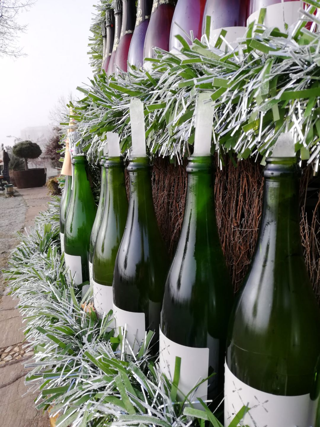 El frío descorcha las botellas del pino del Palacio de Canedo El frío descorcha las botellas del pino del Palacio de Canedo