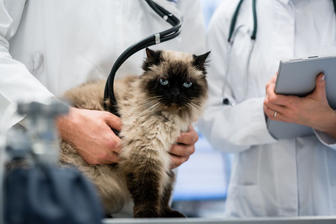 En la provincia de Valencia hay registradas casi 500 clínicas veterinarias. En la provincia de Valencia hay registradas casi 500 clínicas veterinarias.
