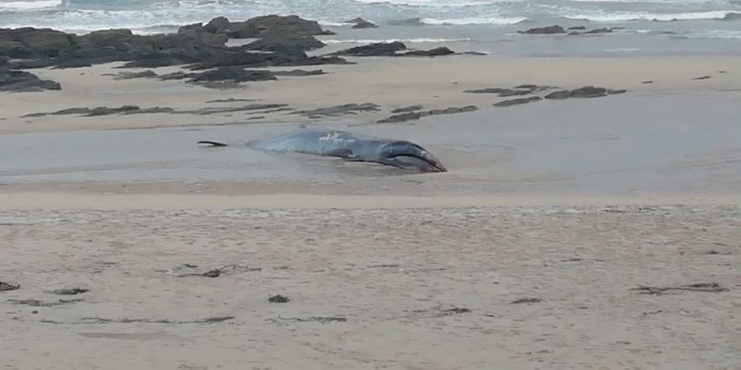Retiran una ballena de trece toneladas varada en una playa de Tapia de Casariego Retiran una ballena de trece toneladas varada en una playa de Tapia de Casariego