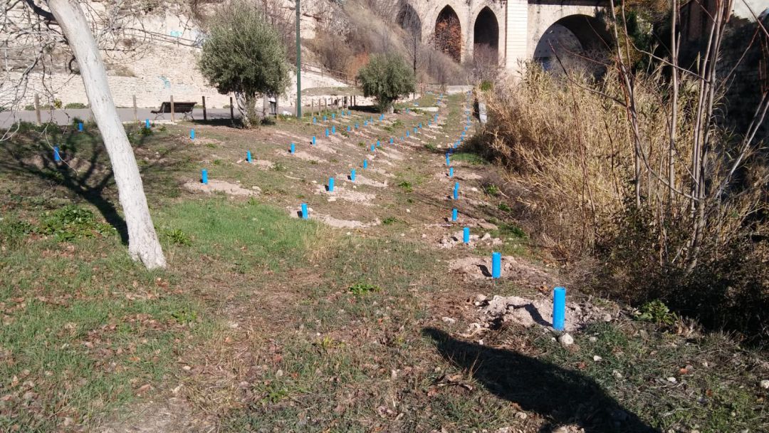 El Ayuntamiento de Alcoy reforesta parte del cauce del río Riquer con 750 plantones. El Ayuntamiento de Alcoy reforesta parte del cauce del río Riquer con 750 plantones.