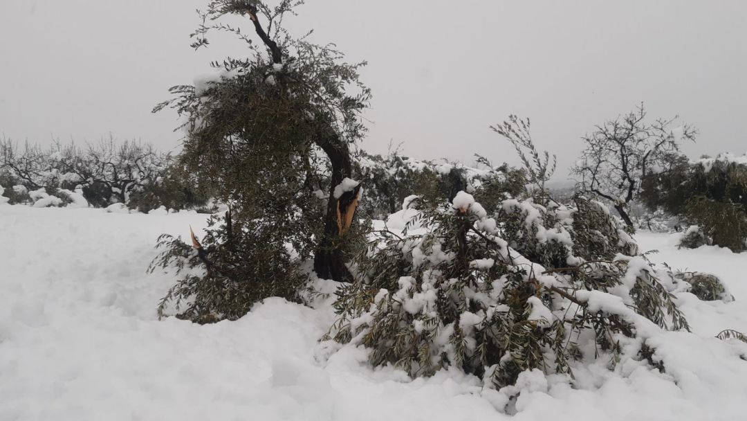 Olivo partido por la acumulación de nieve Olivo partido por la acumulación de nieve