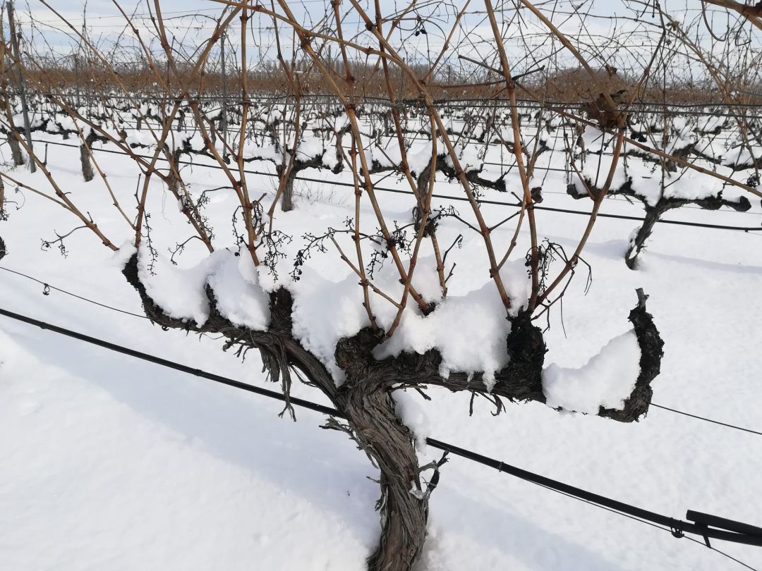 Imagen del campo, con nieve Imagen del campo, con nieve