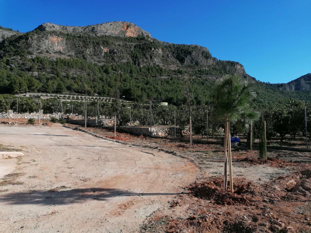 Plantación de árboles en el Morabit de Marxuquera Plantación de árboles en el Morabit de Marxuquera