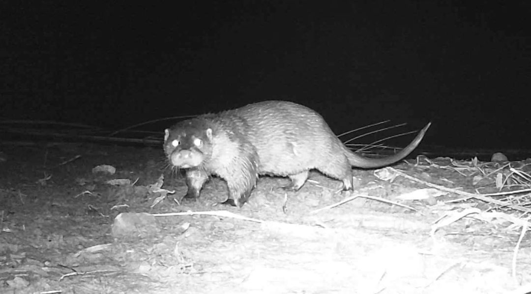 Nutria captada por La Madrilla en el río Serpis Nutria captada por La Madrilla en el río Serpis