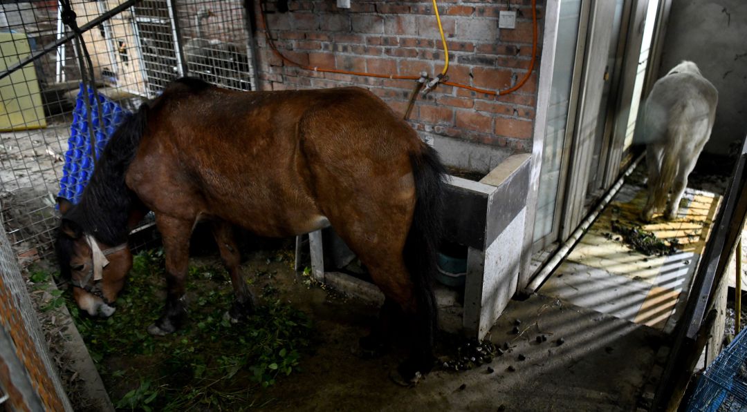 Durante la crisis económica eran enviados al matadero para ser sacrificados 5.000 caballos al mes Durante la crisis económica eran enviados al matadero para ser sacrificados 5.000 caballos al mes