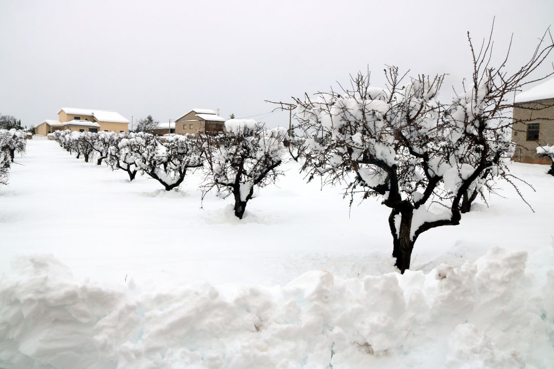 Arbres colgats per la neu al municipi d'Arnes, a la Terra Alta. Arbres colgats per la neu al municipi d'Arnes, a la Terra Alta.