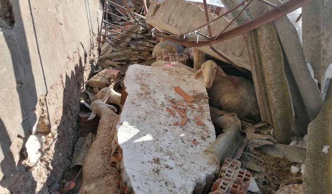 Así quedó la nave ganadera de Villaseca de la Sagra (Toledo) Así quedó la nave ganadera de Villaseca de la Sagra (Toledo)