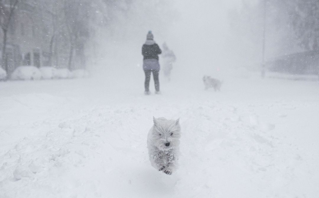 Un perro corre por la nieve. Un perro corre por la nieve.