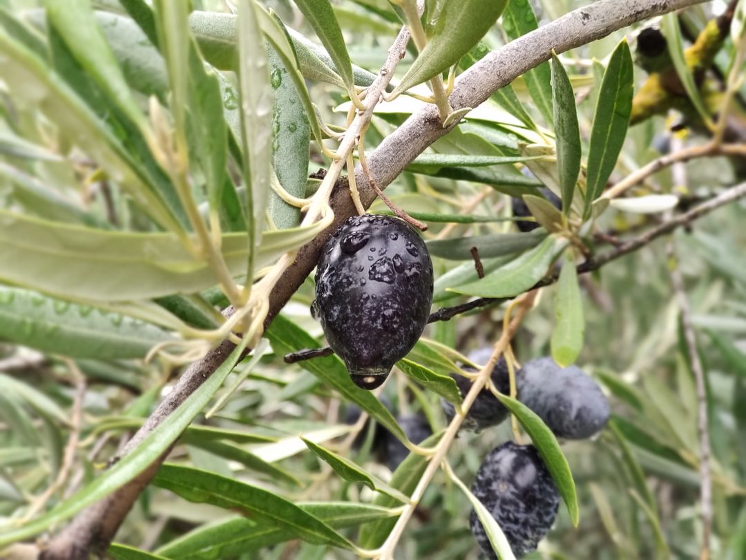 El olivar jiennense tiene mucho que ver en el tremendo impulso que tiene el aceite en todos los países del mundo El olivar jiennense tiene mucho que ver en el tremendo impulso que tiene el aceite en todos los países del mundo