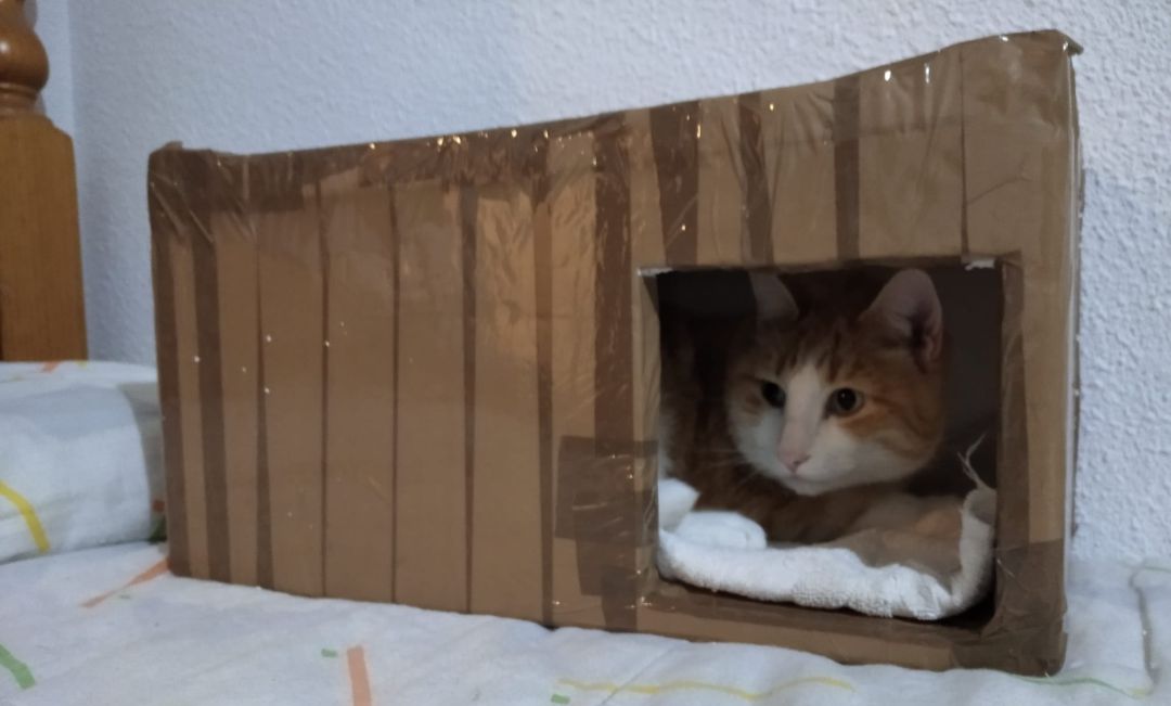 El frío también es enemigo de los gatos ferales El frío también es enemigo de los gatos ferales