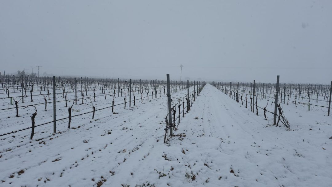 Viñedos nevados en La Mancha Viñedos nevados en La Mancha