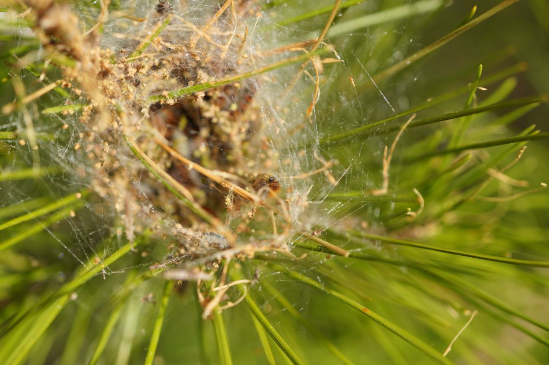 Procesionaria Procesionaria