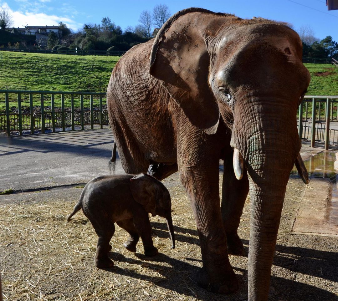 Nueva cría de elefante africano nacida en Cabárceno Nueva cría de elefante africano nacida en Cabárceno