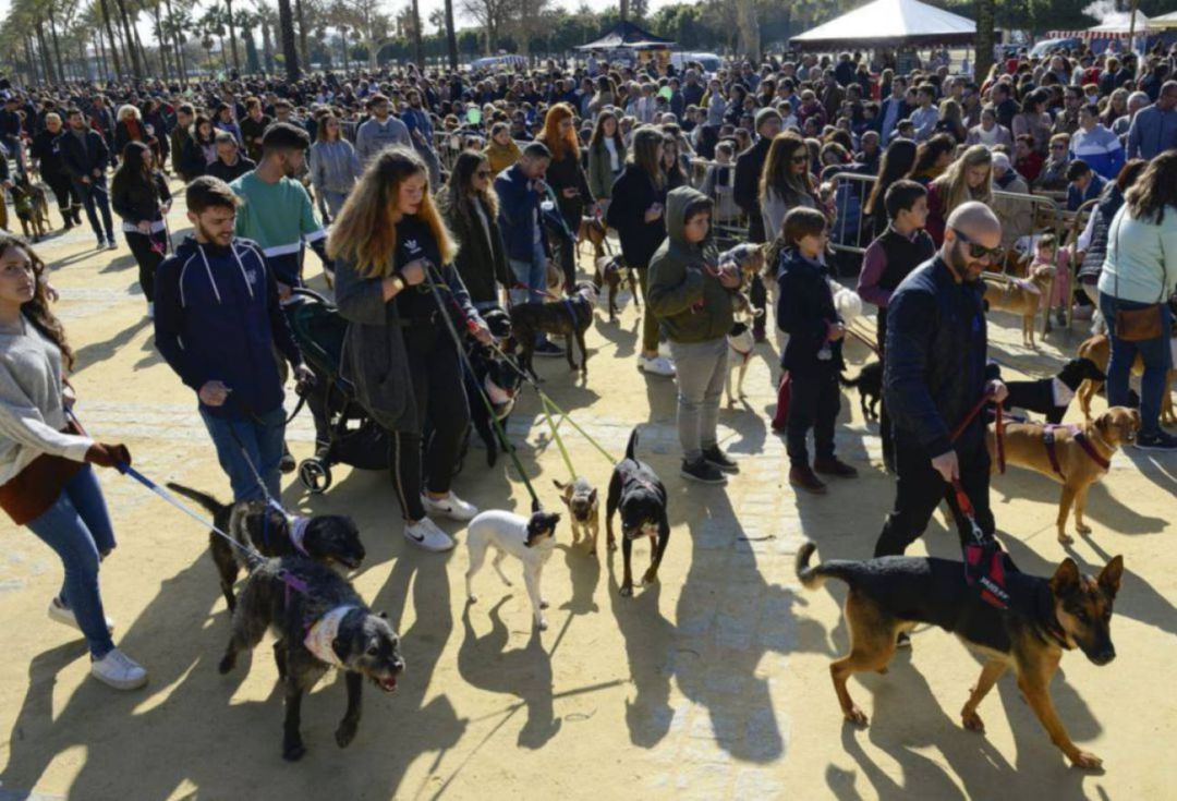Desfile de San Antón en el parque González Hontoria Desfile de San Antón en el parque González Hontoria