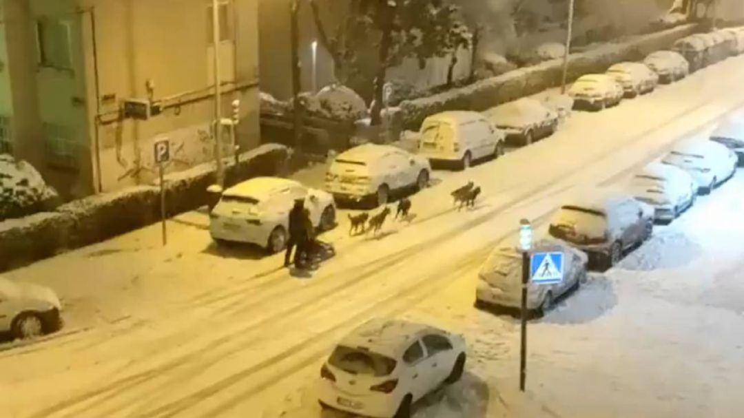 El hombre que disfrutó de la nieve junto a sus perros en Hortaleza. El hombre que disfrutó de la nieve junto a sus perros en Hortaleza.