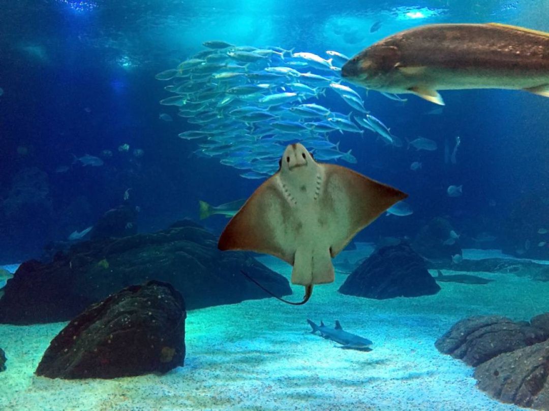 Interior de un acuario. Interior de un acuario.
