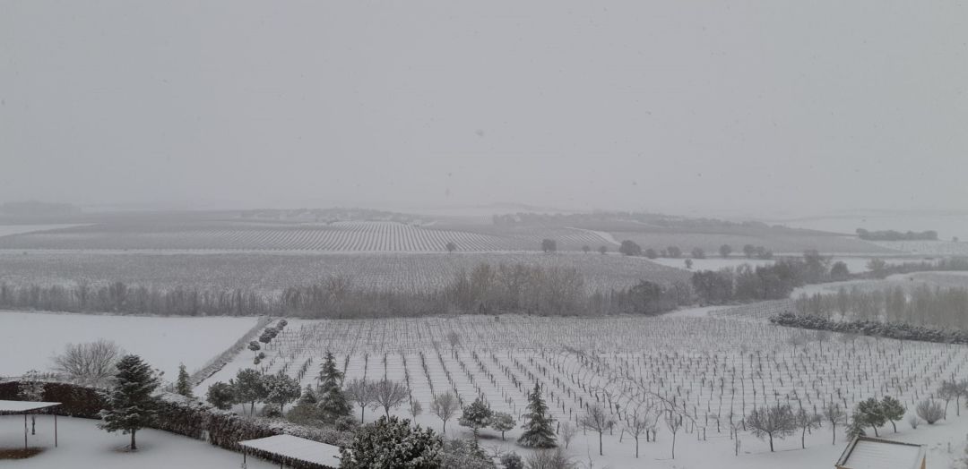 Viñedo cubierto de nive Viñedo cubierto de nive