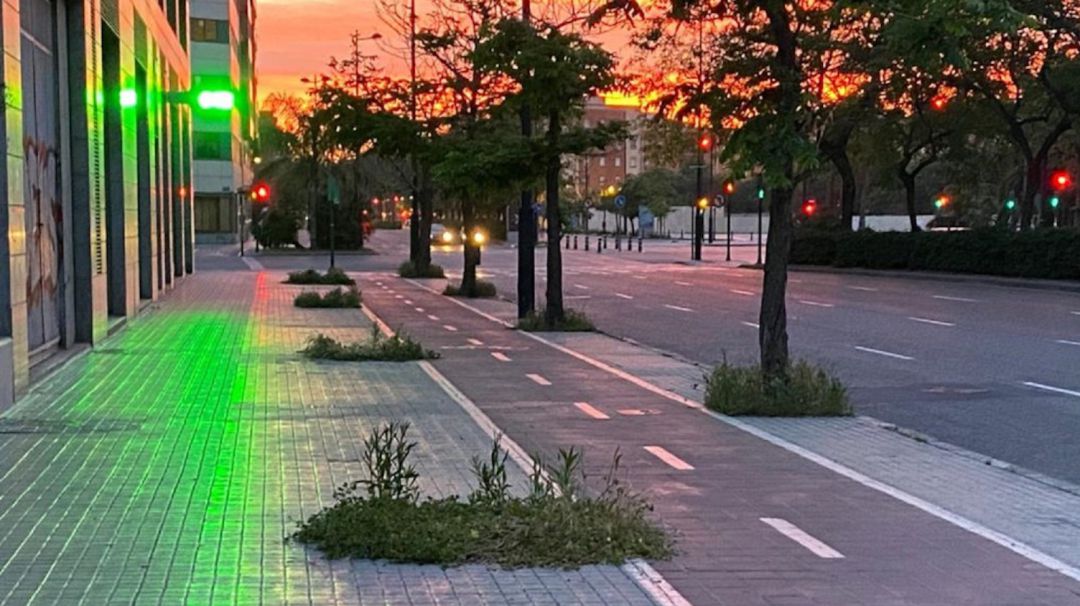 Alcorques vacíos en la ciudad de València Alcorques vacíos en la ciudad de València