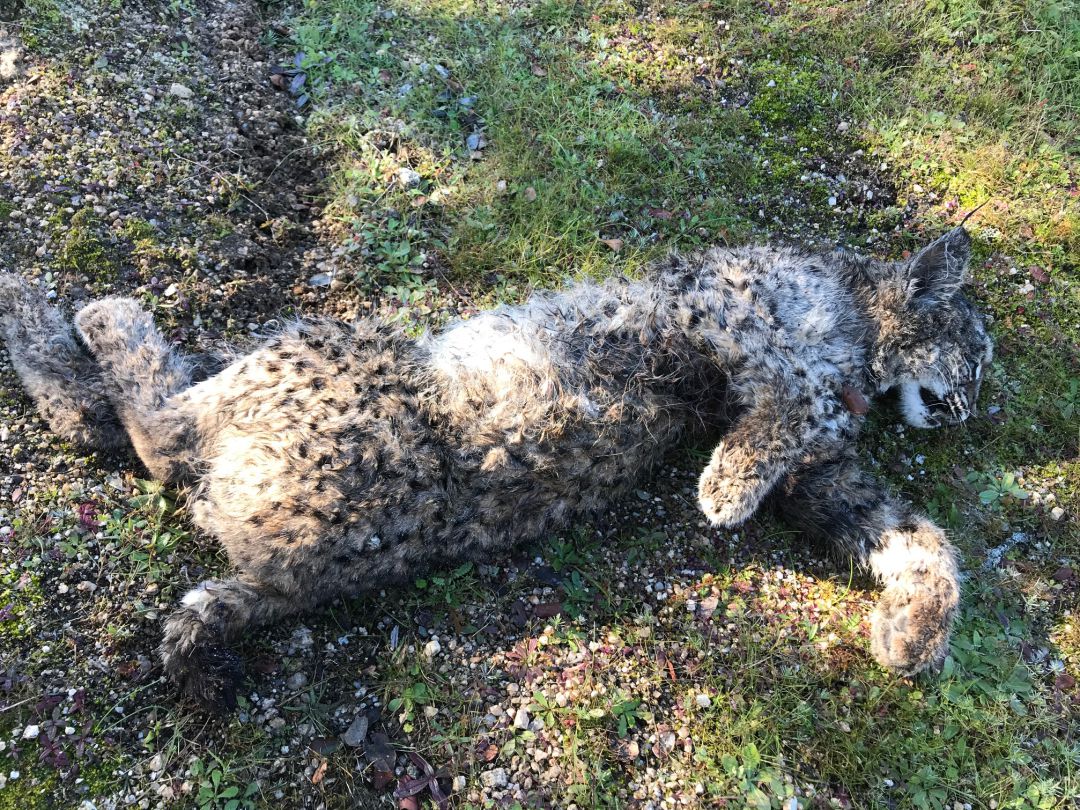 Cachorro de lince muerto encontrado en Don Benito Cachorro de lince muerto encontrado en Don Benito