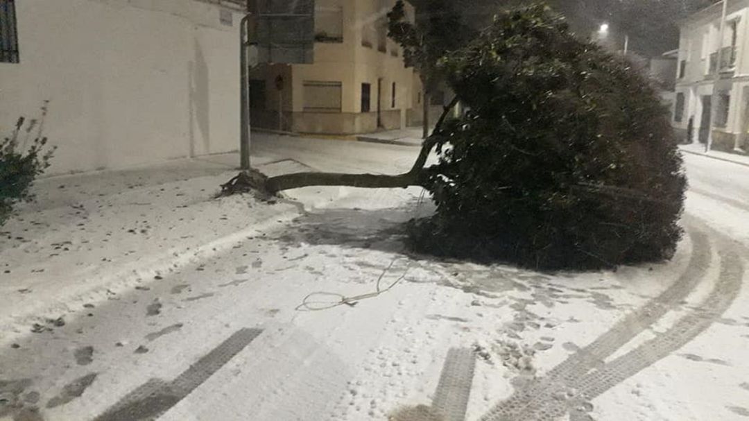 Un árbol, en Belmonte, derribado por el viento y la nieve Un árbol, en Belmonte, derribado por el viento y la nieve