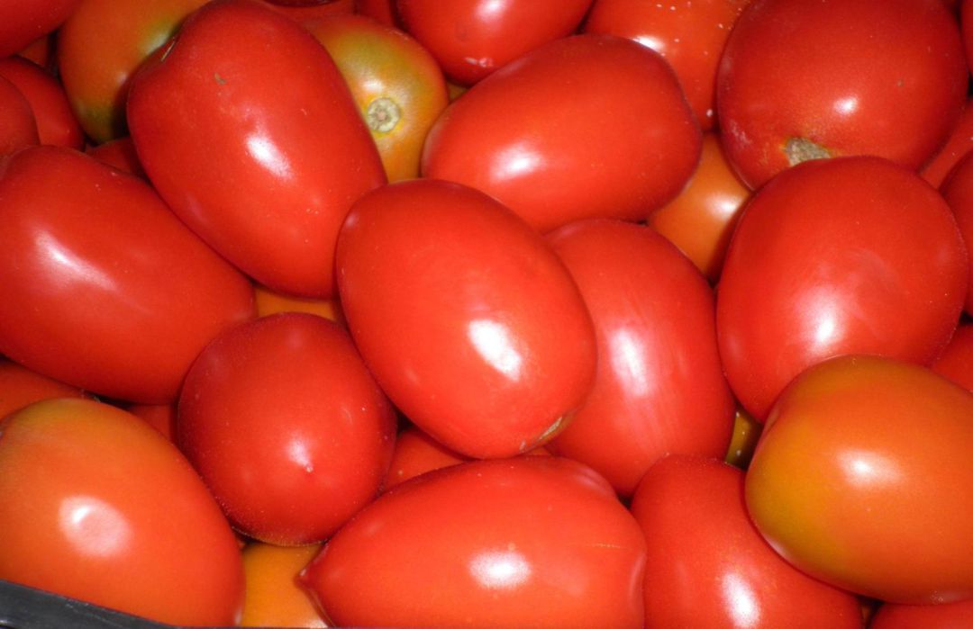 Tomate de las Vegas Altas del Guadiana Tomate de las Vegas Altas del Guadiana