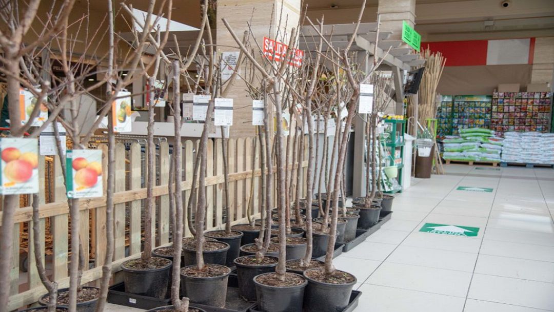 Arboles frutales a la venta Arboles frutales a la venta