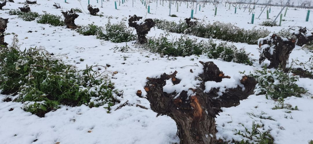 Viñedos nevados en La Mancha Viñedos nevados en La Mancha