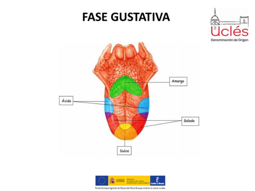 Fase gustativa Fase gustativa
