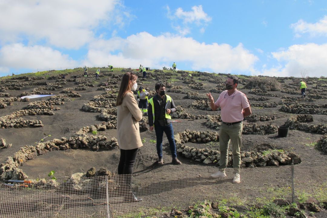 La consejera de Empleo del Cabildo de Lanzarote, Nerea Santana, visitando a una de las cuadrillas en La Geria. La consejera de Empleo del Cabildo de Lanzarote, Nerea Santana, visitando a una de las cuadrillas en La Geria.