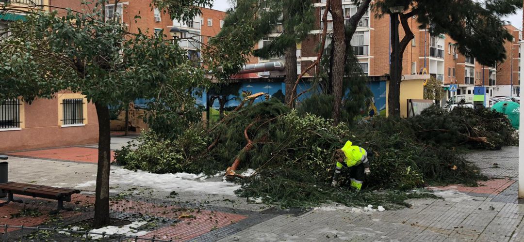 Los operarios forestales analizan el estado del arbolado tras el temporal Los operarios forestales analizan el estado del arbolado tras el temporal