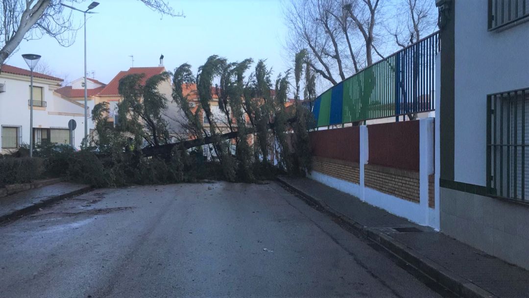 Un pino de grandes dimensiones, derribado por el viento en el CEIP Doña Crisanta de Tomelloso Un pino de grandes dimensiones, derribado por el viento en el CEIP Doña Crisanta de Tomelloso