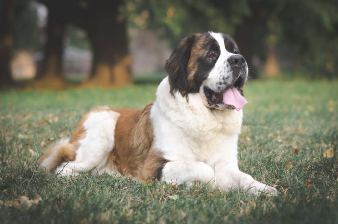 Los perros podrán estar en libertad Los perros podrán estar en libertad