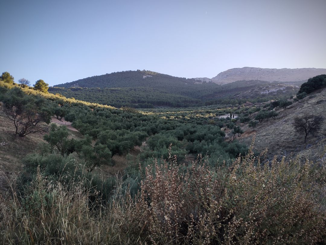 El mundo del olivar teme un nuevo contingente de aceite para Túnez, según la organización agraria COAG El mundo del olivar teme un nuevo contingente de aceite para Túnez, según la organización agraria COAG